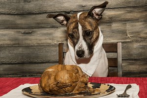 Can Dogs Eat Turkey This Thanksgiving?