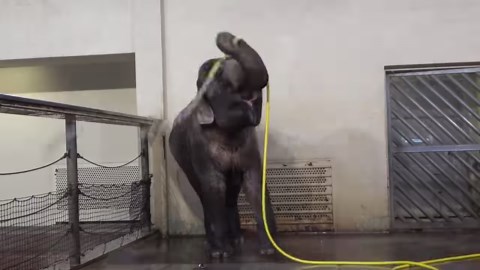 An Asian elephant named Mary living at the Berlin Zoo recently surprised researchers by figuring out how to use a hose to take her morning showers, serving as the latest (and perhaps most amusing) example of tool usage in animals: https://arstechnica.visitlink.me/W9e3bb [📸: Urban et al./Current Biology ] | Ars Technica