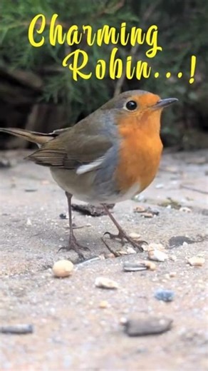 Meet The CHEERFUL ROBIN🐦 | Singer in Garden #shorts