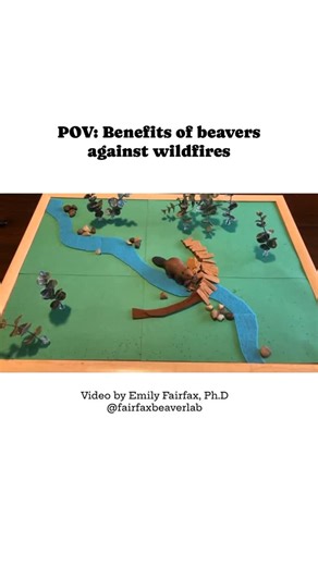 Western Watersheds Project on Instagram: "This Labor Day, we honor the people whose work sustains our communities. Out on the public lands of the American West, there’s another workforce we should celebrate: beavers. Beavers never clock out. Their dams and ponds slow streams, store water, and create wetlands that support fish, birds, and countless other species. But in a hotter, drier West, their work has another critical function: beaver wetlands act as natural firebreaks. When wildfires sweep 