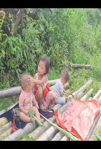 74K views · 1.1K reactions | Corn #corn #harvesting | Poor Mother | Facebook