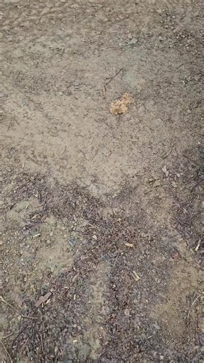 Towing Tips: Handling a Trailer with Front Brakes