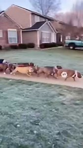 Real o IA ? #americanbully #dog #pet | American Bully & Exotic Universe