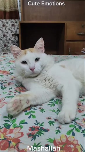 😍 Papi Papi Papi Pai !! #foryou #tiktok #viralvideo