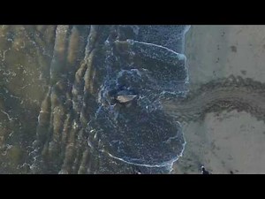 Leatherback Sea Turtle Returning to Sea