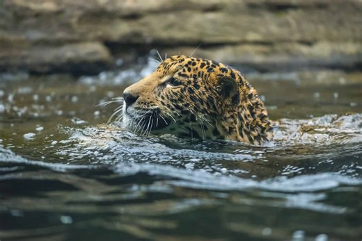 A Jaguar Cub Learns to Swim for the First Time