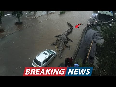 CCTV Captured a Massive 30 Foot Monster Crocodile Trying Dragging Car Into Floodwaters in Tanzania