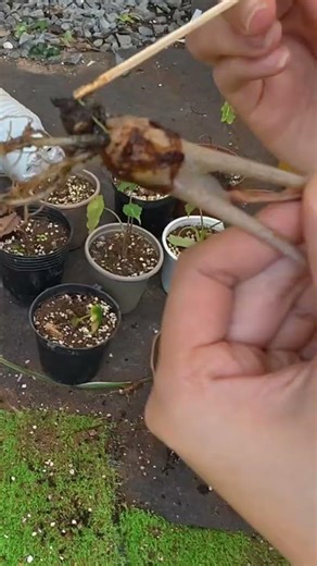 Sùng Trong Đất Trồng Cây Là Gì? Nguyên Nhân Do Giá Thể Chưa Xử Lý #kiengla #plants #chamcay