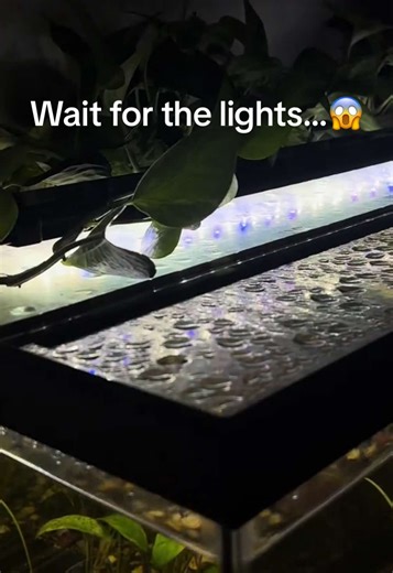 Transforming Your Aquarium with Upgraded Lighting