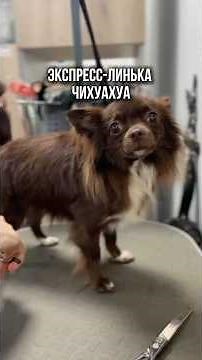 🐶 When a long-haired Chihuahua visits the groomer — here is what we do👇🏼