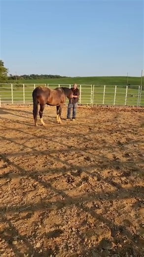 Halter Day One // Day six working with Nevada (Mustang) 🩵 | Blue Pine Quarter Horses