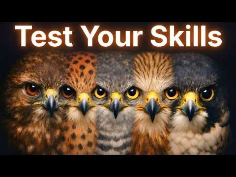 HOW TO Identify these BIRDS OF PREY
