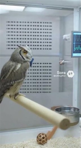 SCP-2337 “Eric’s Toy”