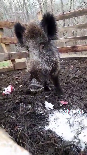 Radjen i prijatelji: Novi profil i smijeh