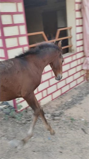 badhiya baccha number 1 Ghodi Raja state form #horse #ghoda #shorts