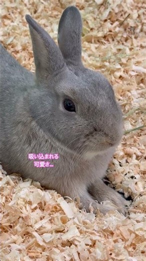 このうさぎ、可愛すぎて反則… #うさぎ #癒し動画 #shorts
