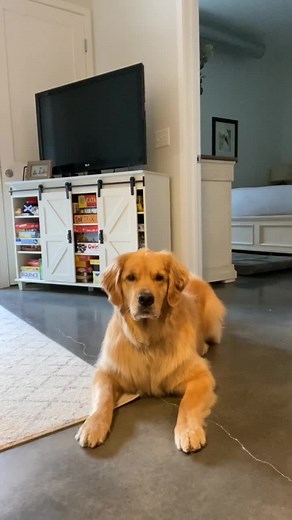 Practicing our “back” command #goldenretrieverlife #doggouniversity #DogsOfTikTok #training