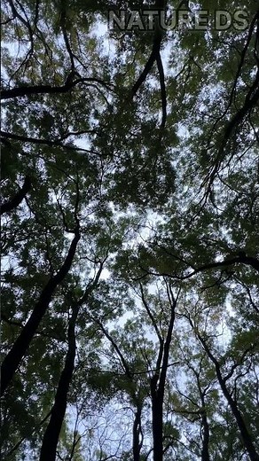 Soothing Sounds of the Forest for Deep Sleep