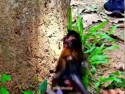 1.8K views · 68 reactions | The baby monkey is looking for his mother very much, he does not know where his mother is, so sorry | MiMi Monkey | Facebook