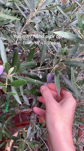 How to make your own olives. Full video on YouTube @ Tildi’s CookBook. 🥰 #fyp #olives #homecooking #recipes #greekcuisine #mediterranean #harvest