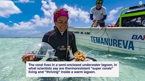 Thermoresistant 'super corals' offer hope amid climate change: Scientists