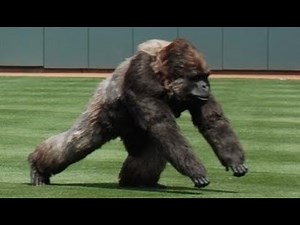 MLB WILD ANIMALS ON THE FIELD