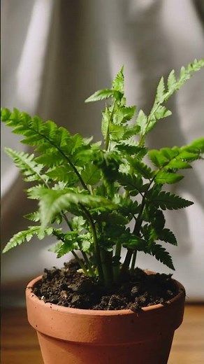 🌿 Boston Fern: Classic Beauty for Any Space! #shorts #ai #aivideo #bostonfern #plantlovers #2026