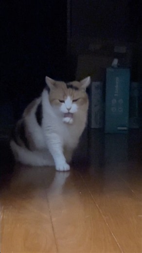 【三毛猫】暗がりで毛づくろいするミケ