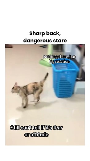 Cat alarm system activated #catshorts #catvideos #catlife #shorts