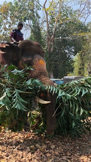 ಮಹೇಂದ್ರ 💥 #forestlife #elephant#subscribe #like