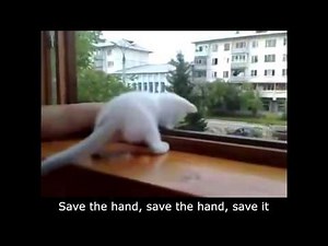 Kitten tries to save owner's hand from falling out of the window