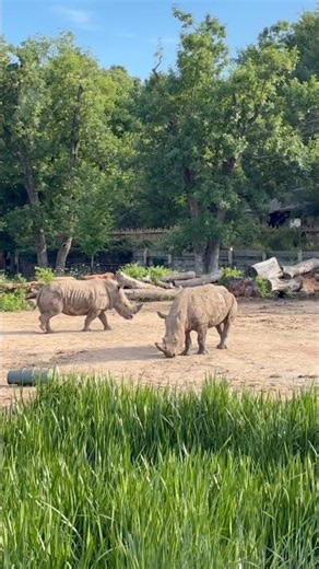 White Rhinoceros at the Tulsa Zoo #shorts #travel #animals #nature