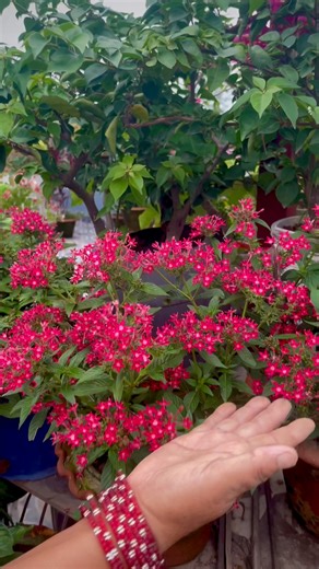 231K views · 3.7K reactions | The Pentas are in full bloom, and...