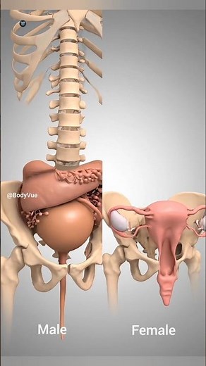 Male and Female Pelvis Anatomy in 3D Animation Video #anatomy #animation #shortvideo