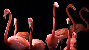 13K views · 1.6K reactions | An extremely well-known species, the...