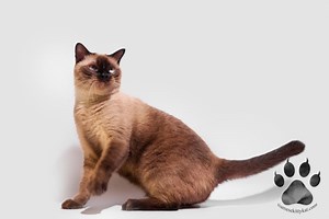 Why Is Your Siamese Cat Peeing Everywhere? 9 Causes