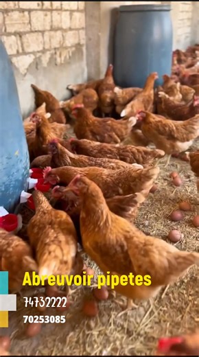 Pipetes pour abreuvoir volaille ,lapins ,porcs disponibles à Ferme Onesime . Contacter nous au 70253085/ 74732222/ 69 69 74 69 | Ferme Onesime