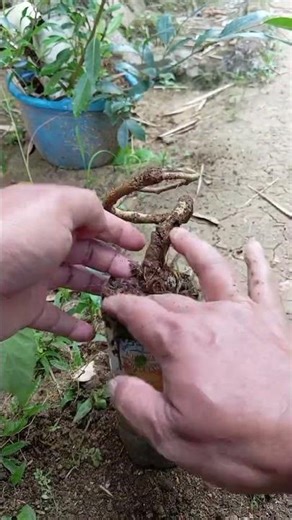 How to create an exposed root bonsai 😊🪴 #BonsaiDesign #ExposedRoot #bonsaitree #bonsai #gardening