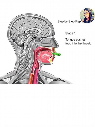 Swallowing Disorders: Causes, Symptoms, and Treatments Explained 🥛🫦
