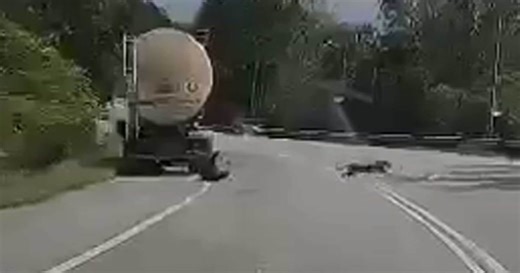 Panther attacks lorry driver answering nature's call in Jelebu [WATCH] | New Straits Times