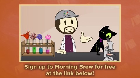 Tulip Mania Uncovered: The Craze That Shook Europe