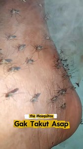 Nyamuk hunter kill 🦟🦟 #nyamuk #mosquitos #diy | Den Aw