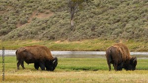 Bison grazing Hayden Valley in Yellowstone National Park