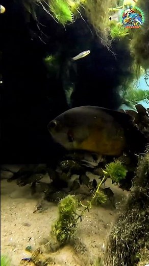 WILD Oscar Fish's FEEDING FRENZY! 🐟 #shorts #WildOscar #MonsterFish #FeedingTime #PredatorFish