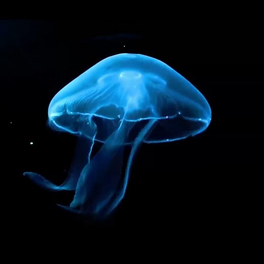 JELLYFISH #2 - 3D Animation for hologram / hélice holographique