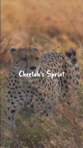 Kuno Forest Retreat: A Thrilling Journey Through The Wild Heart of Kuno National Park