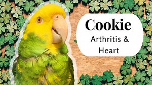 10K views · 1.5K reactions | Celebrate St. Patrick’s Day With A...