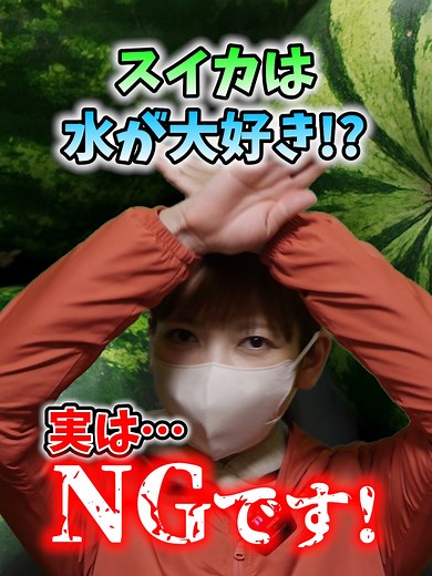 スイカ栽培で病気になりづらい栽培の秘訣！#家庭菜園 #農園 #スイカ栽培 #スイカの育て方 #病気予防