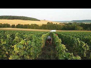 💪 Désherbage Manuel - CHAMPAGNE