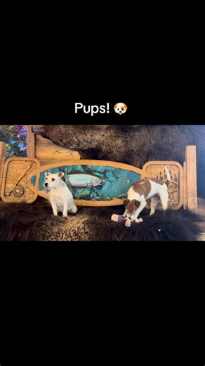 Dogs of Alpine Creek Lodge! #denalihighway #alpinecreeklodgealaska #alaska #dogs #alaskalife | Alpine Creek Lodge Alaska